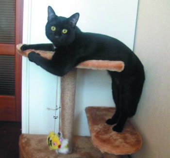 Кот